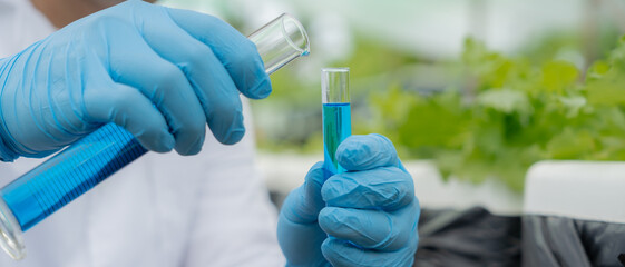 Organic farming, salad farm. Science farmers are checking water conditions during planting,...