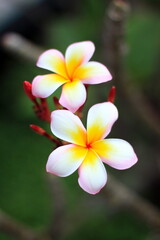 frangipani plumeria flower