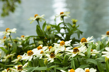 夏の水辺に咲くたくさんの白い花