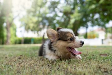 Adorable Corgi Pembroke Puppy lying on grass field at park.