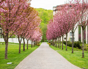 Sakura Cherry blossoming alley. Wonderful scenic park with rows of blooming sakura trees in spring. Pink flowers