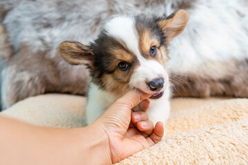 Adorable Welsh Corgi Pembroke puppy playing with man's hand on dog bed. 