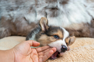 Adorable Welsh Corgi Pembroke puppy playing with man's hand on dog bed. 