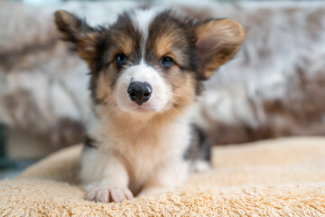 portrait of a puppy