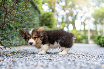Side view little corgi puppy in garden looking at camera.