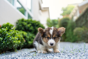 Welsh Corgi Pembroke puppy poop in the garden.