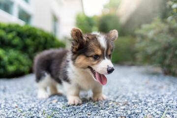 Adorable Welsh Corgi Pembroke Puppy Running in The garden.