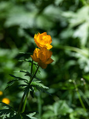 orange flower in the garden