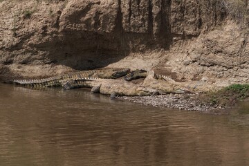 crocodile in the water