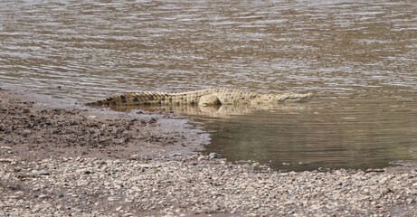 Cricodile River africa 