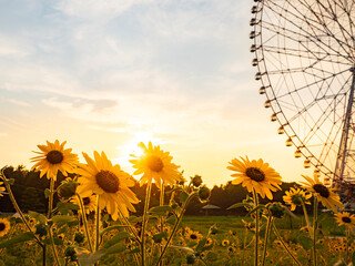 夏の夕景、葛西臨海公園_向日葵と観覧車