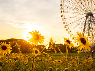夏の夕景、葛西臨海公園_向日葵と観覧車