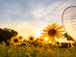 夏の夕景、葛西臨海公園_向日葵と観覧車