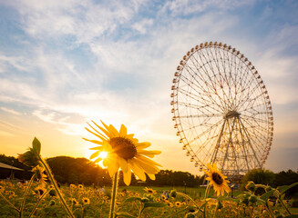 夏の夕景、葛西臨海公園_向日葵と観覧車