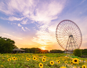 夏の夕景、葛西臨海公園_向日葵と観覧車