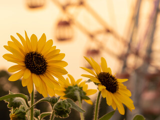 夏の夕景、葛西臨海公園_向日葵と観覧車