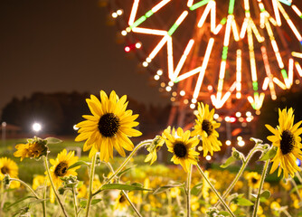 夏の夕景、葛西臨海公園_向日葵と観覧車