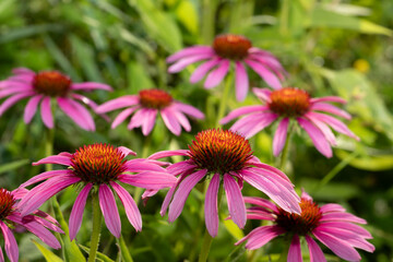 Purple coneflower on a background of green leaves.