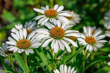 Obraz premium White coneflower on a background of green leaves.