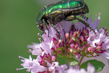 European rose chafer Cetonia aurata, called the rose chafer or the green rose chafer, is a beetle, 20 millimetres