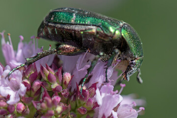 European rose chafer Cetonia aurata, called the rose chafer or the green rose chafer, is a beetle, 20 millimetres