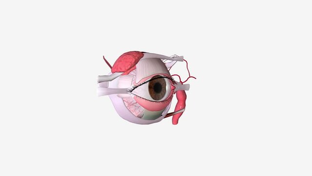 Eye Regional Anatomy