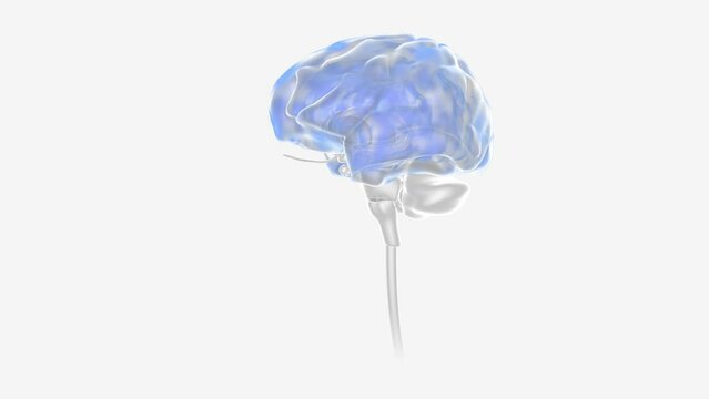Epilepsy Seizure Activity in Neurons