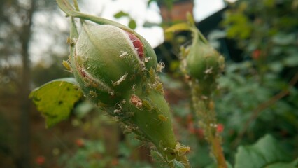 A colony of green aphids on an unopened rose bud. Macro shot. Diseases and problems of roses. Rose pests.