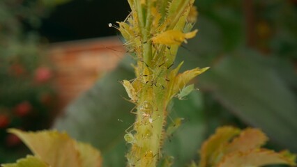Insect pest green aphid on a rose stem. Green beetles parasite. Macro shot. Rose pests.