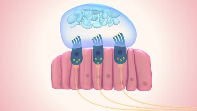 The macula of saccule lies in a nearly vertical position. Its function is to detect vertical linear acceleration