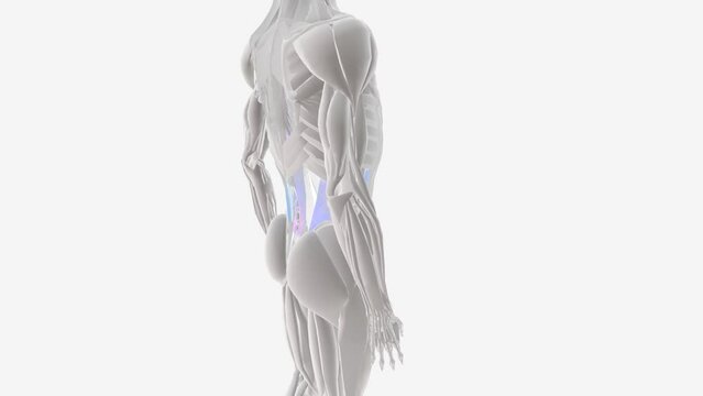 abdominal muscles support the trunk, allow movement and hold organs in place by regulating internal abdominal pressure