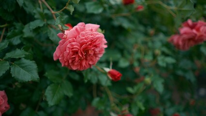 Beautiful bush of pink roses in the garden. Open and unopened buds on a bush against a blurred...