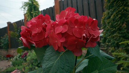 Blooming hydrangea in the garden. Bright red, coral hydrangea in full bloom. Bouquet of hydrangea.