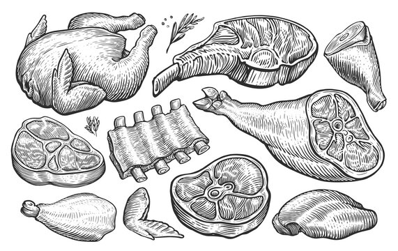 Meat collection. Hand drawn illustration for butcher shop or restaurant menu. Sketch engraved style