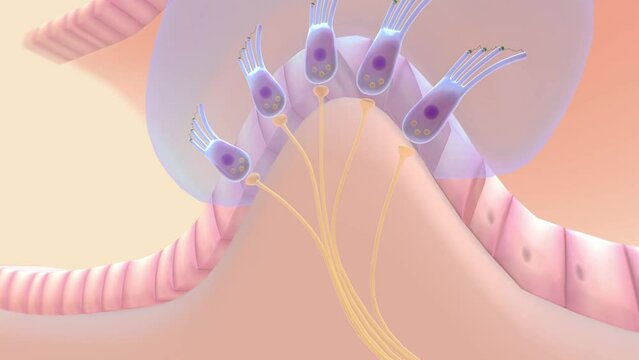 contains a crista, sensory hair cells, and a cupula, as found in the . continuous, spontaneous discharge of nerve impulses