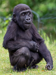 Gorilla