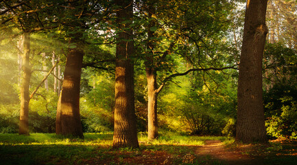 Beautiful rays of sunlight in a green summer oak forest 