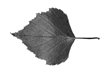Fresh leaf black and white with transparent background macro - Powered by Adobe