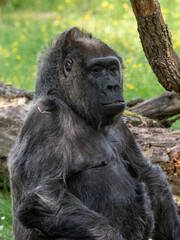 Gorilla