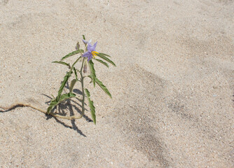 Summer scene with purple flowers on sandy beach. Sun and shadows. Minimal nature background.