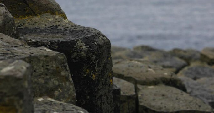 Stromatolites colony forming microbial mats on a basalt coastline. Close up.