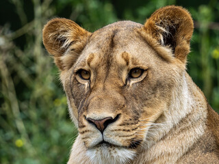 Löwe