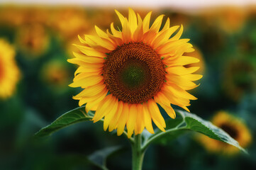 A beautiful sunflower field at sunset. 