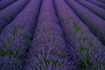 Fototapeta na wymiar A beautiful field of blooming lavender. Sunset at a lavender field.