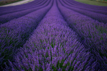 Fototapeta na wymiar A beautiful field of blooming lavender. Sunset at a lavender field.