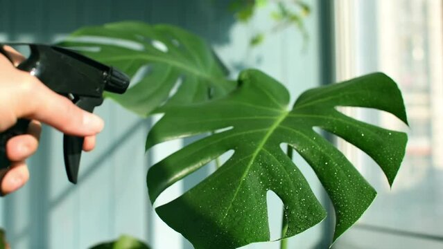 Praying a monstera with pure water from a spray bottle. Care and watering of a house palm. Water drobs on leafs