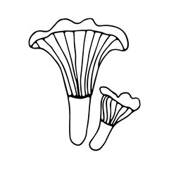 Chanterelle mushrooms in hand drawn style on an isolated white background.