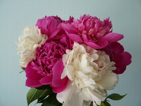 Beautiful peony flowers in a bouquet close-up, background image, favorite flowers for a gift