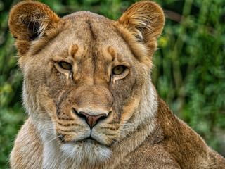 Löwe