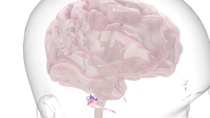 auditory pathway conveys the special sense of hearing. Information travels from the receptors in the organ of Corti of the inner ear